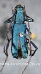 Chrysoprasis sapphirina