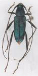Chrysoprasis seticornis
