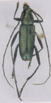 Chrysoprasis sobrina