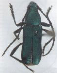 Chrysoprasis tobiuna