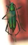 Chrysoprasis tybyra