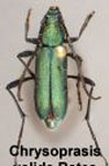 Chrysoprasis valida