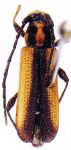 Eryphus bivittatus