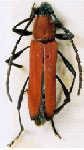 Erythropterus urucuri