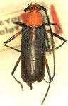 Heterops bicolor