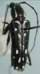 Neopoeciloderma lepturoides