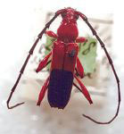 Plectrocerum spinicorne