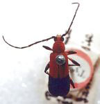 Pseudothonalmus terminalis