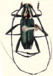 Tobipuranga auricollis