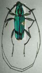 Tobipuranga belti