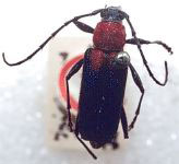 Trichrous basalis