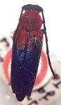 Trichrous jamaicensis