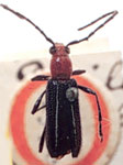 Trichrous lineolatus