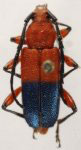 Trichrous prasinus
