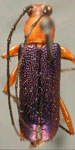 Trichrous violaceipennis
