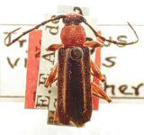 Trichrous vittatus