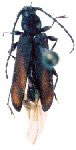 Unatara atinga