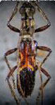 Epacroplon armatipes