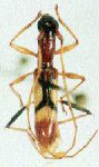 Gnomidolon bellus
