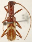Gnomidolon glabratum