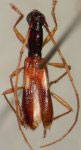 Gnomidolon incisum
