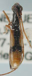Gnomidolon insulicola