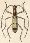 Gnomidolon laetabile