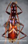 Gnomidolon musivum