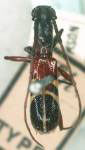 Gnomidolon oeax
