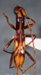 Gnomidolon pallidicauda