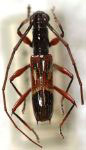 Gnomidolon pictum