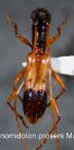 Gnomidolon proseni