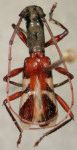 Gnomidolon pubicolle