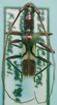 Gnomidolon rubricolor