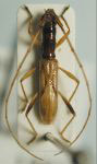 Gnomidolon simplex
