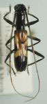 Gnomidolon suturale