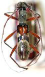 Hexocycnidolon unoculum