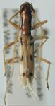 Hexoplon albipenne