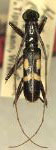 Hexoplon leucostictum