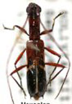 Hexoplon praetermissum