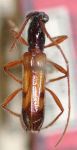 Spinoplon bicolor