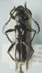 Stenygra angustata