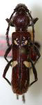  Stenygra brevispinea
