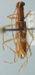 Tetraibidion concolor