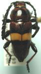  Lissonotus flavocinctus puncticollis