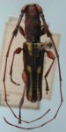  Sthelenus morosus
