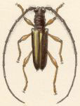 Alcyopis chalcea