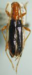 Alcyopis cyanoptera