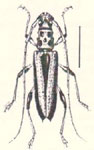 Alcyopis nigromaculata