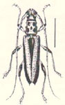 Alcyopis nigromaculata